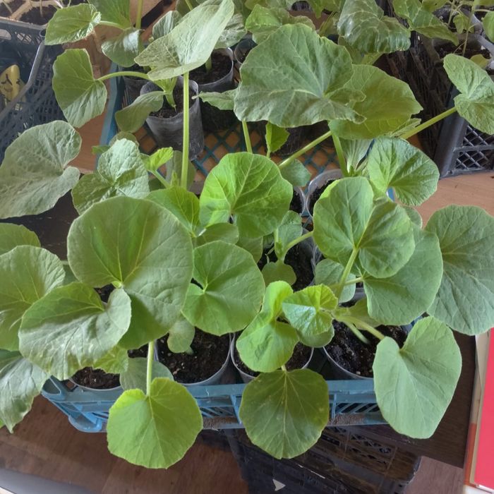 Рассада дачная, крепкая