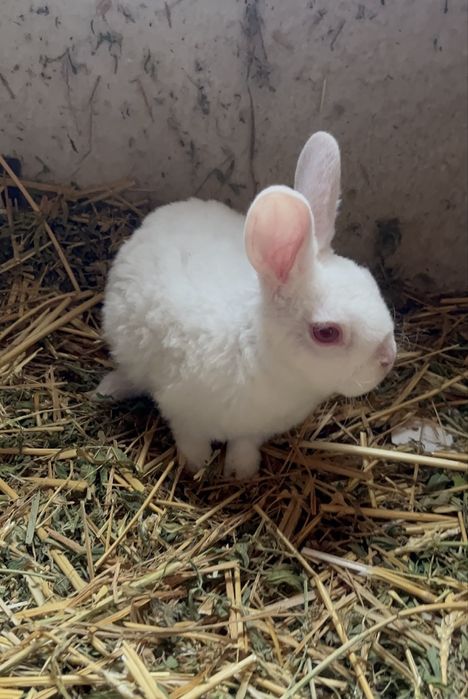 Disponibili Iepurași Rex pitic alb și albastru !