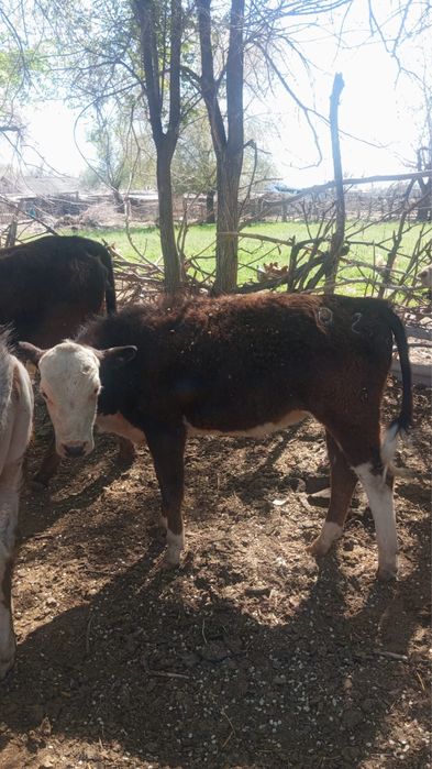 Бұқа 1 жасар сатылады