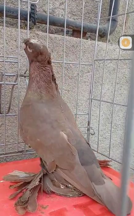 Продам голубей...