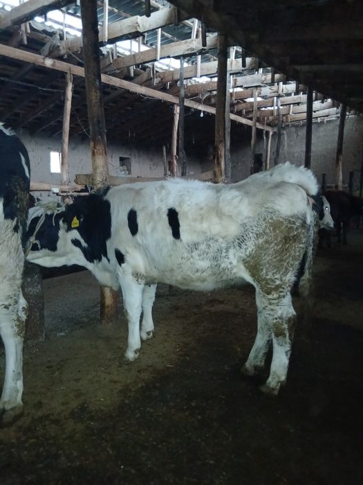 Гунажин Парода Сотилади