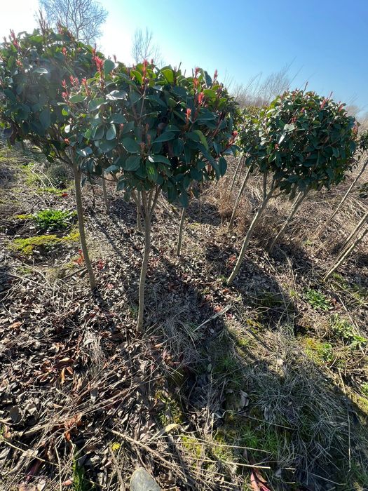 Diferite specii de plante laghiveci sau direct din pamant