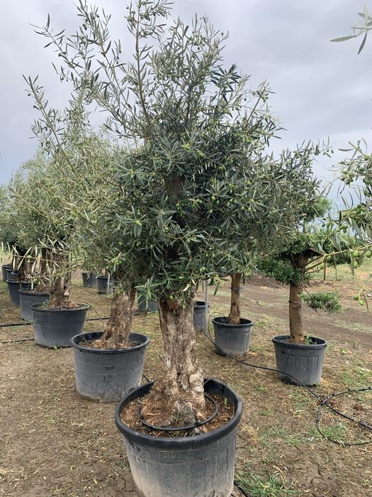 Maslin Secular la ghiveci