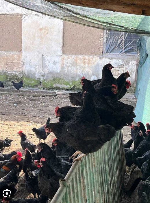 Qora tovuqlar sotiladi xamasi sog'lom tuxumda