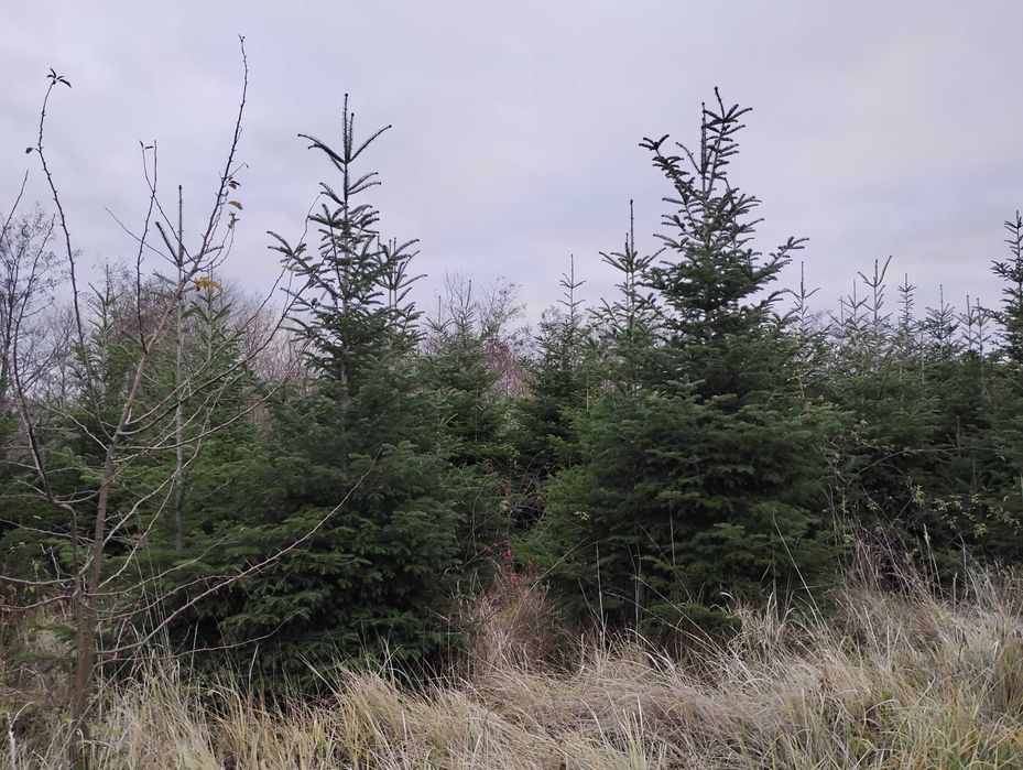 Brazi de vanzare 150 lei/bucata, sau engross 100 lei