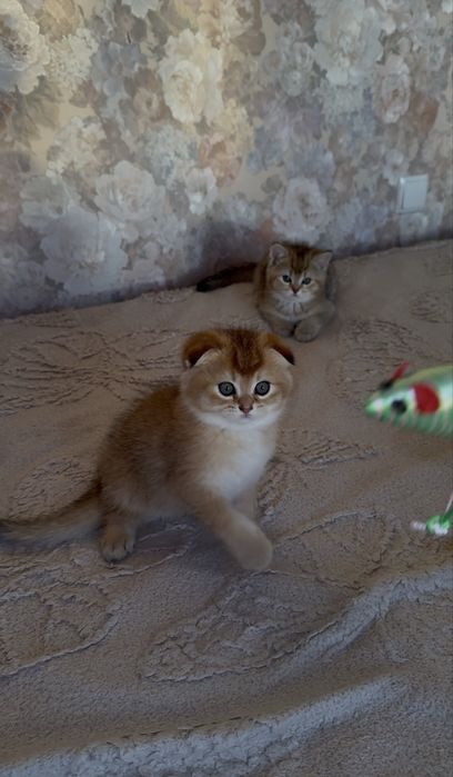 Золотые шиншиллы