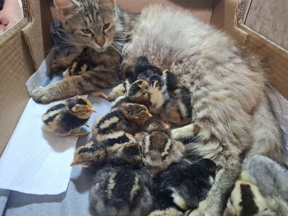 Puii Araucana Potârnichiu  Sălbatic