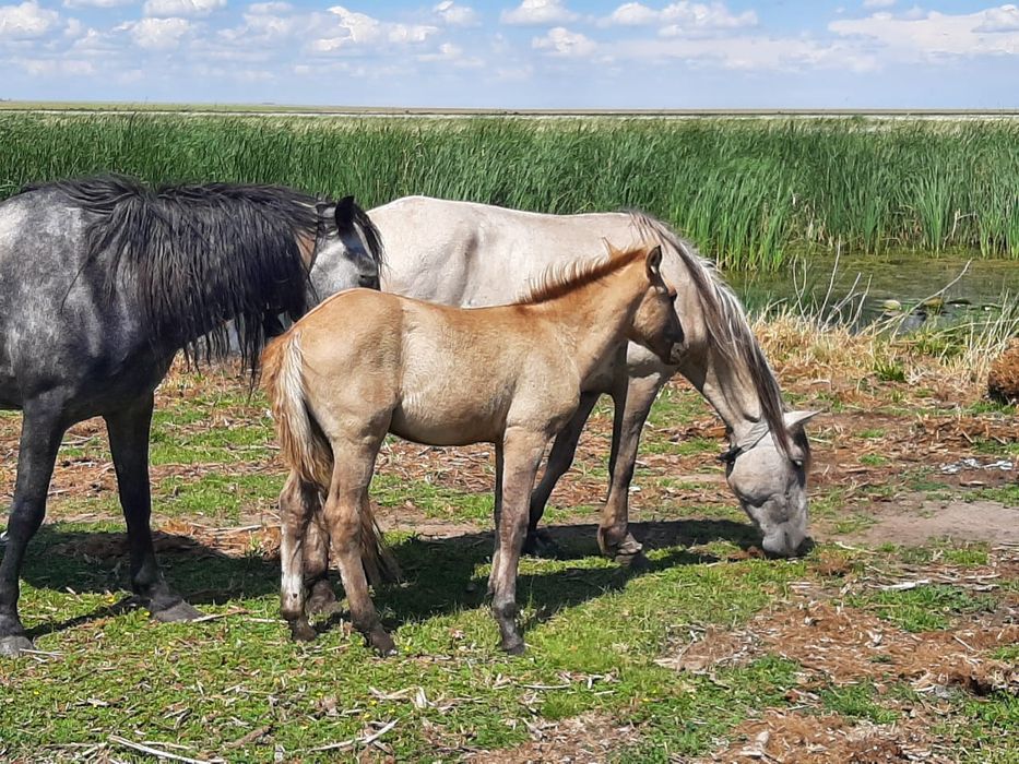 Биелер сатылады Акмола обл