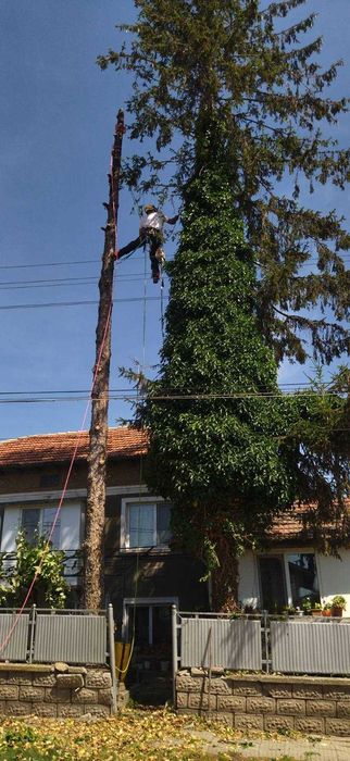 Премахване на опасни дървета