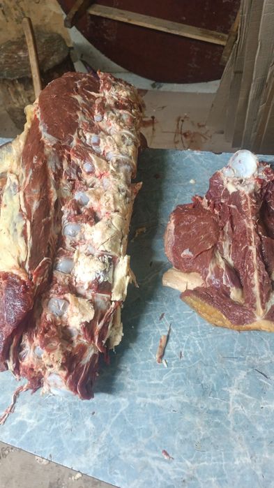Мясо Из Тургая говядины,