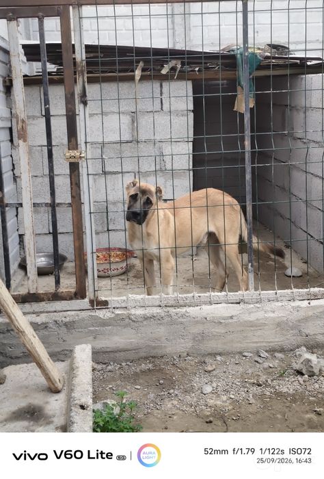 KANGAL Kushuk  Sotilafi