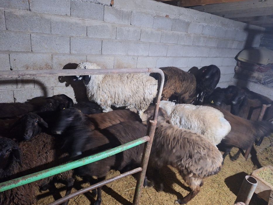 семиз токтылар ургашы еркек 20 бас бар