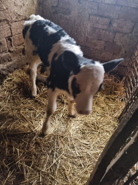 Теле сукалче на 15 дни