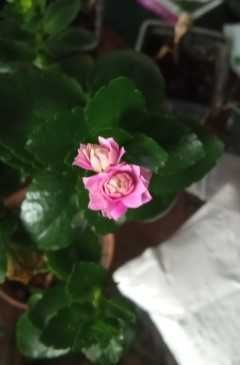 продам цветущие каланхоэ махровые