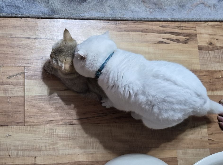 Вязка кот шотландский вислоухий