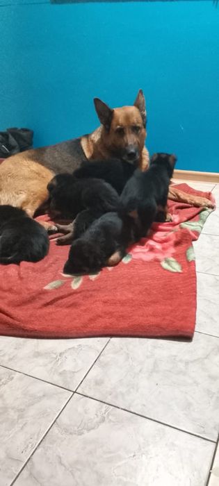 Продам щенят овчарка