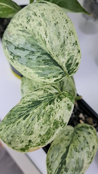 Продам Сциндапсус