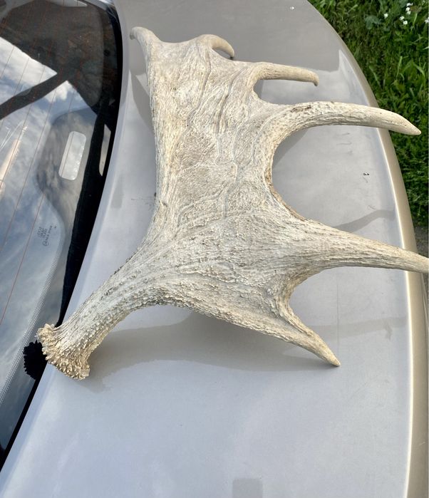 Продам хороший трофей.