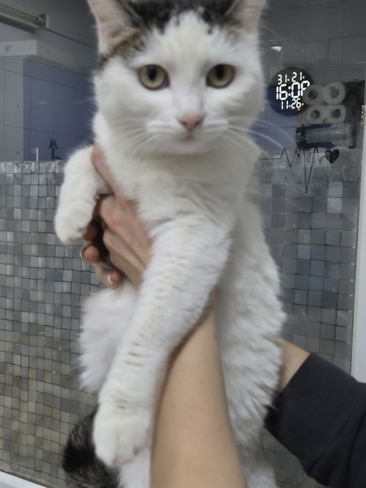Кошечка срочно ищет дом!