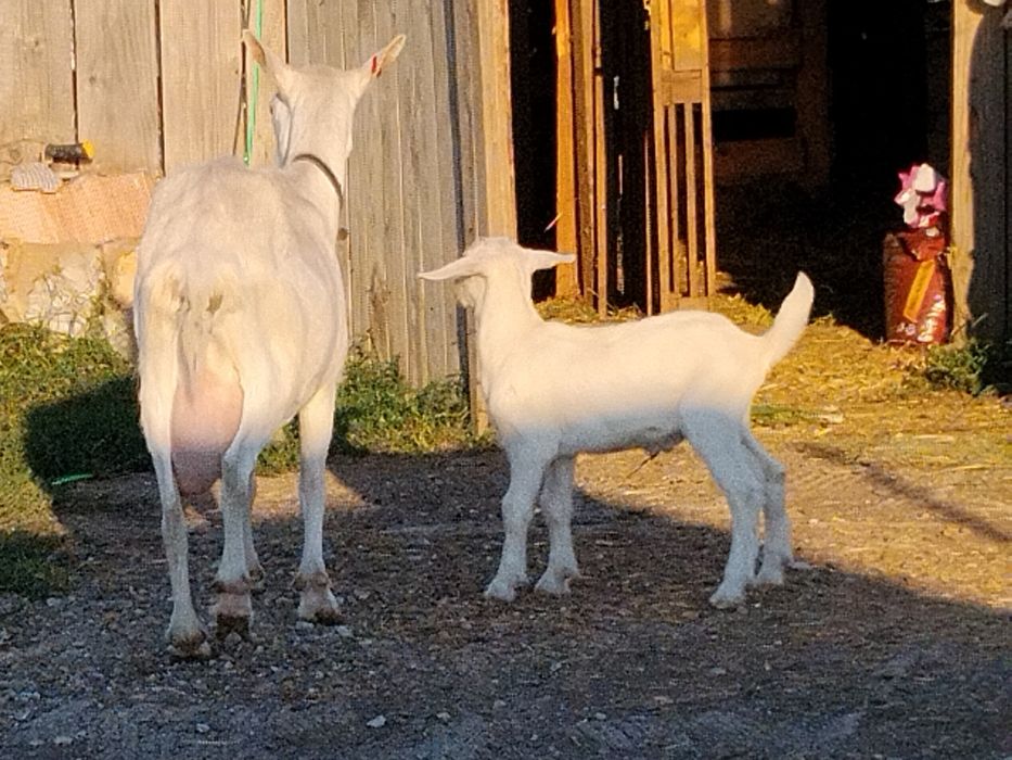 Capra sannen frumoasă
