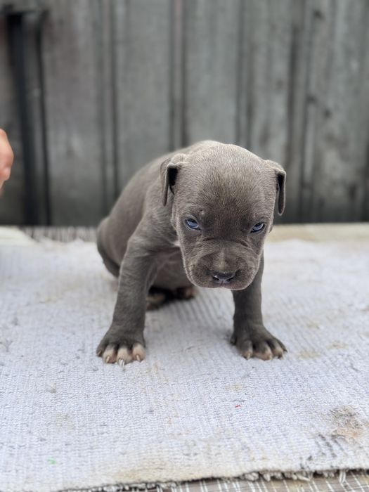 Mascul amstaff blue rasa pura