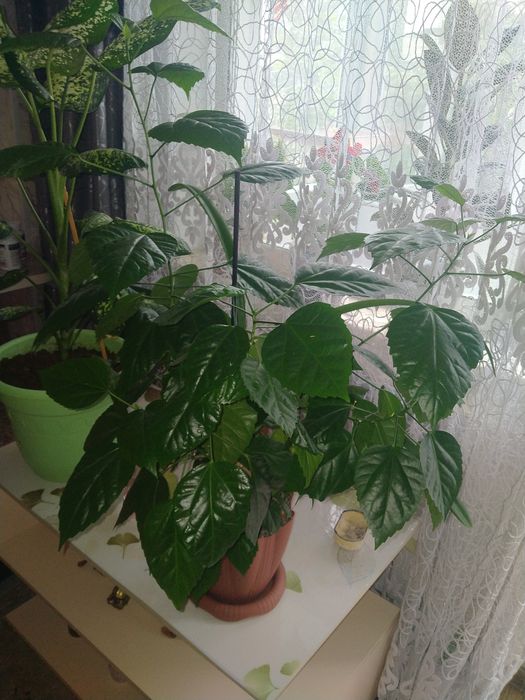 Продам Китайскую розу