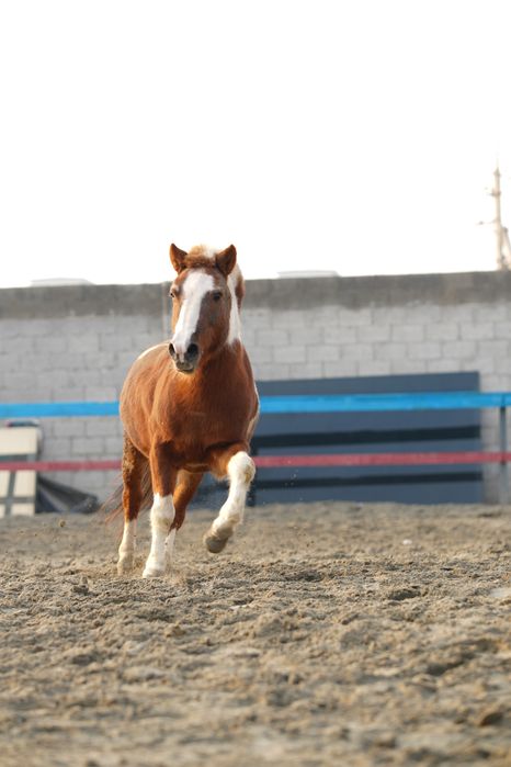 От пони айгир сотилади
