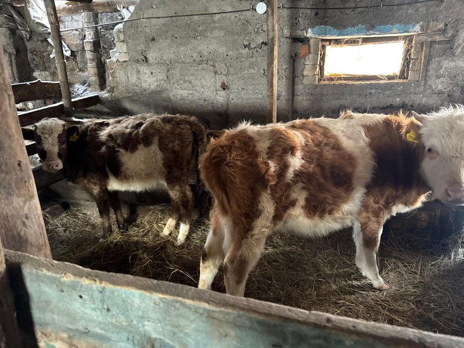 10 айлык бызаулар