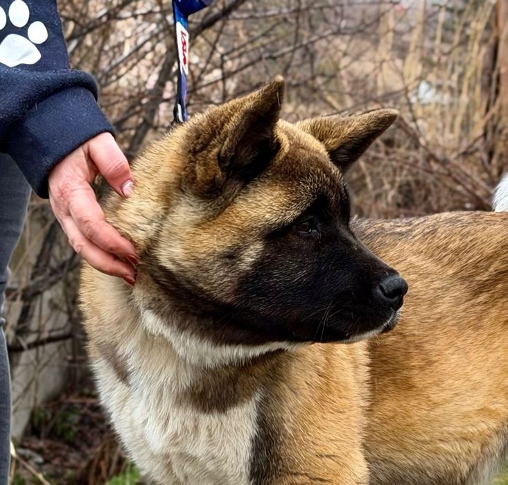 Американская акита