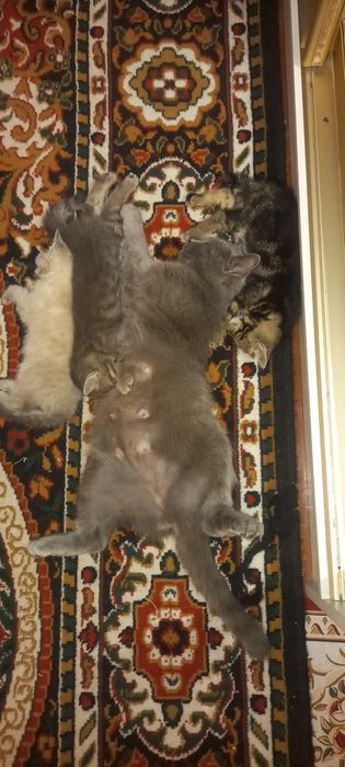 Котята в добрые руки