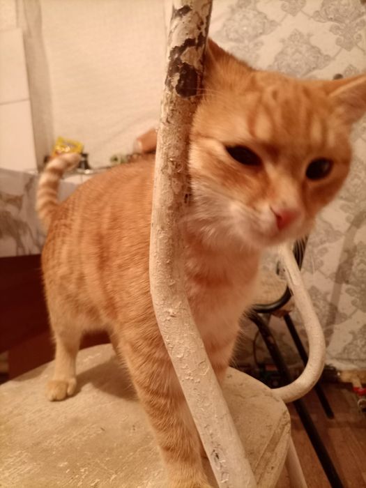 Отдам даром в добрые руки