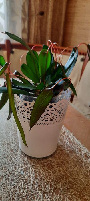 Продам цветок Кодиеум