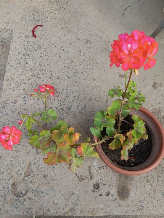 Герань ампельная