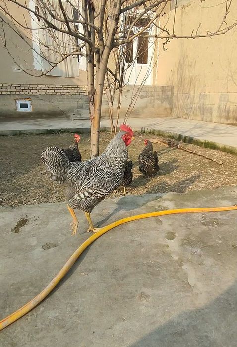 Пиламитрок Амрокс тухумларига заказ оламиз