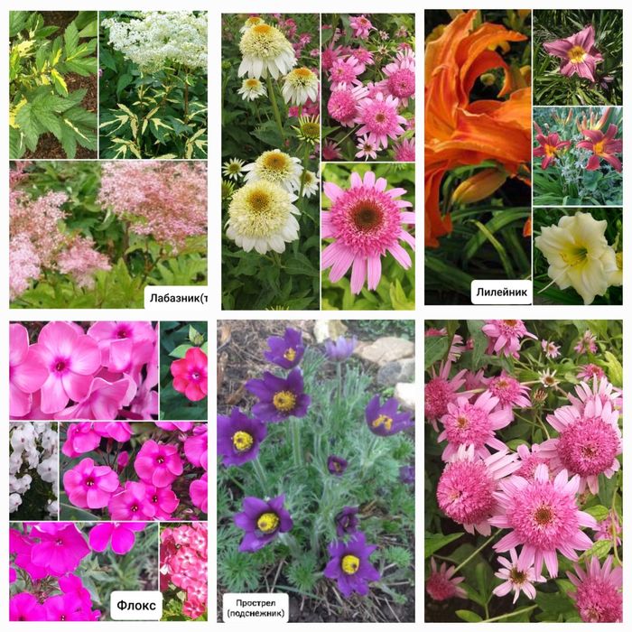 Цветы садовые „уличные”