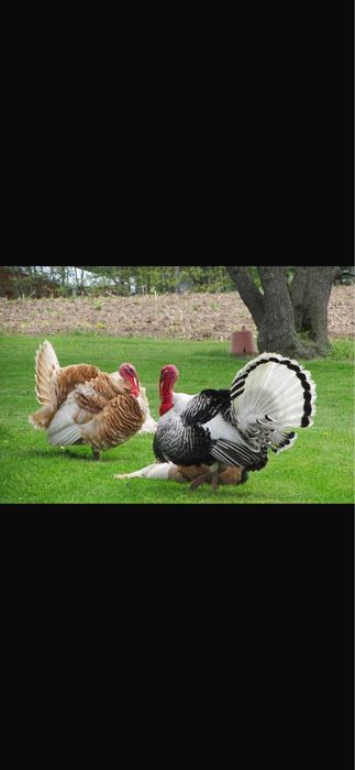 В продаже индюшиное яйцо биг 6