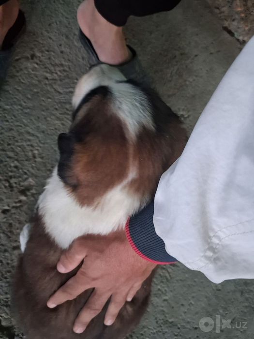Alabay zotli it bolalari