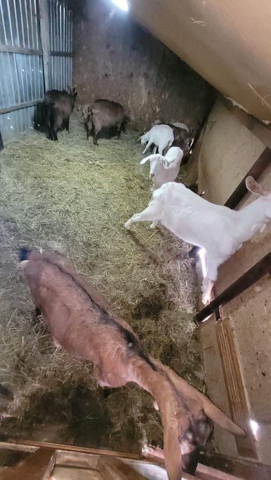 Capra mamă și fiică gestante