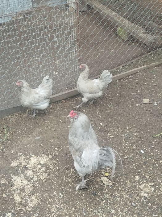 Амераукана лаванда