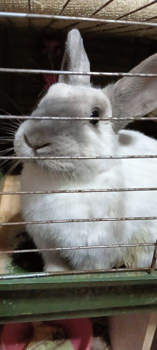 Кролик декаративный