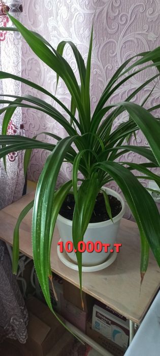 Комнатные цветы домашние