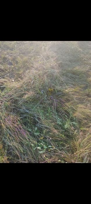 Продам сено Самовывоз Загрузим сами