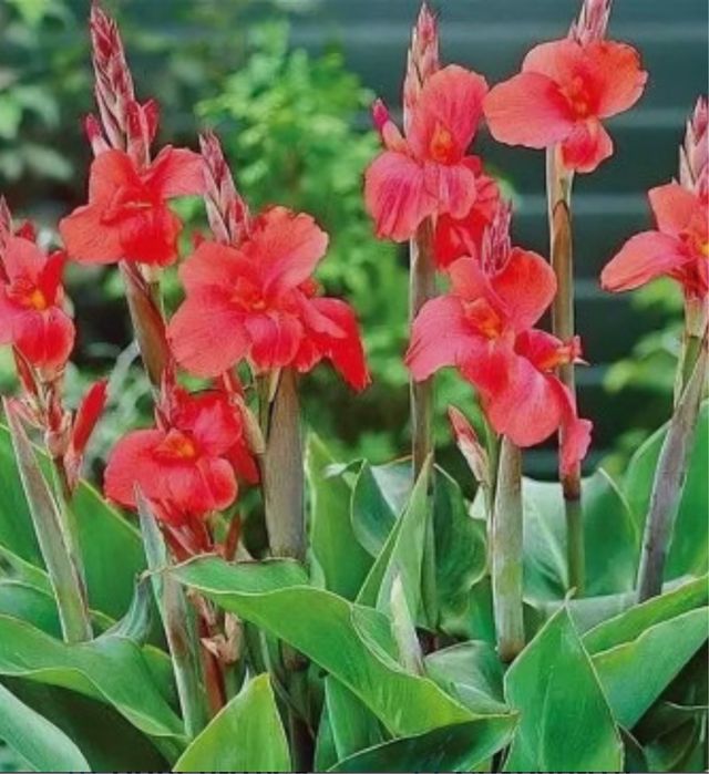 Продам клубни Канн
