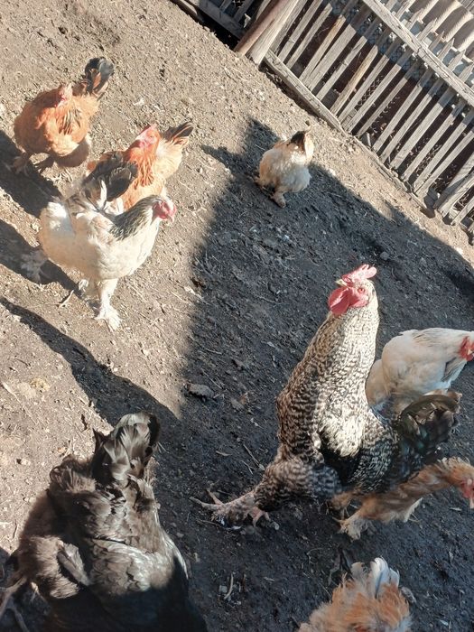 Куры домашние!!!