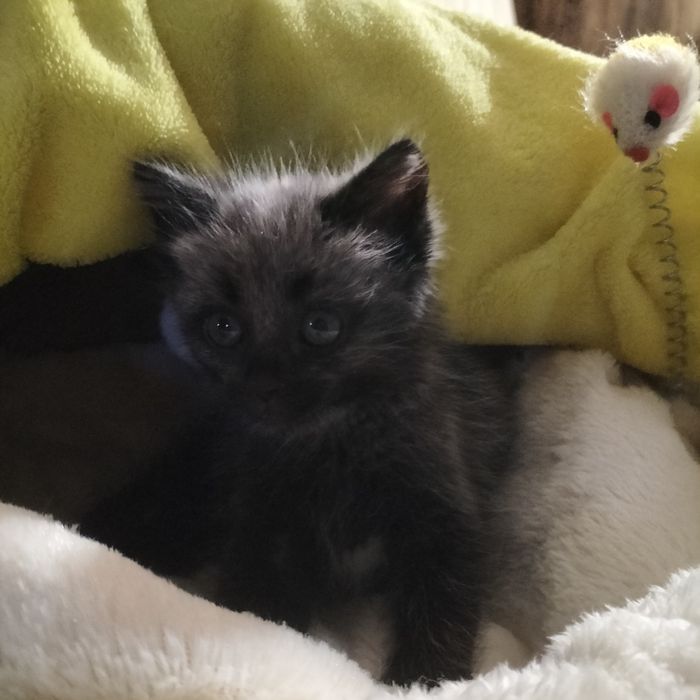 Очень красивая коша!!