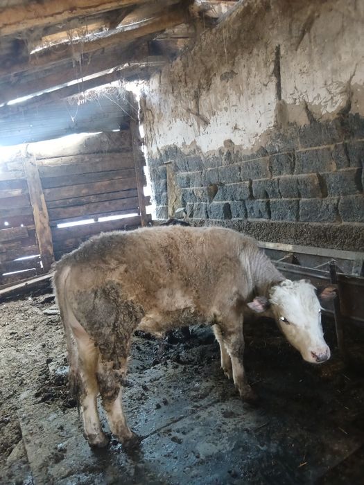 Сатылады талгарда тур