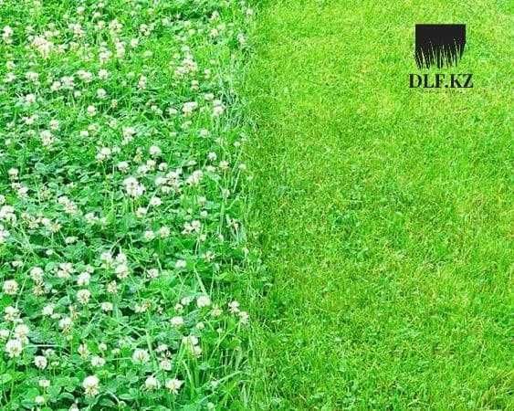 Клевер белый Астана