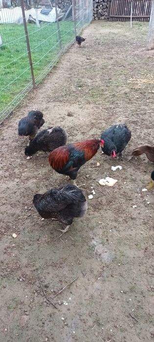 Găini familii de rasă