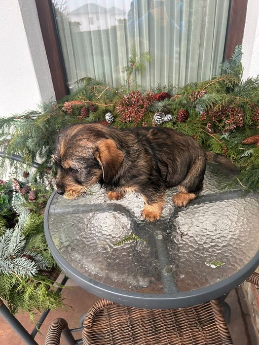 Teckel adopție donez