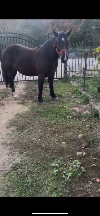 Iapa cu manz de vanzare